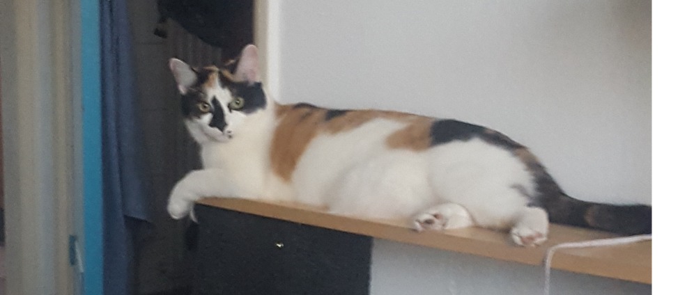 Geld inzamelen | Angels | Doneeractie