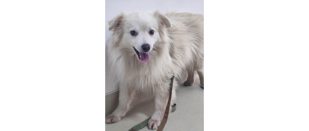 Geld inzamelen | Help mee Bella te helpen | Doneeractie