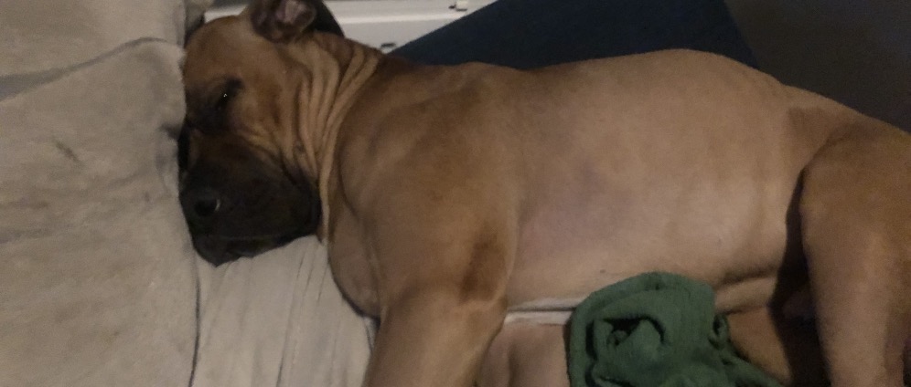 Geld inzamelen | Bullit helpen operatie | Doneeractie