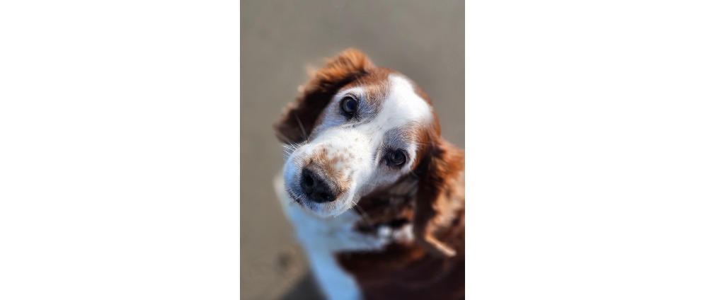 Geld inzamelen | Dapple | Doneeractie