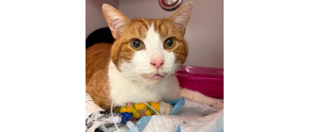 Geld inzamelen | Willen jullie mij alsje alsje alsje blieft helpen!!! | Doneeractie