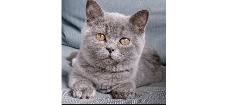 Geld inzamelen | Operatie voor mijn Lola | Doneeractie