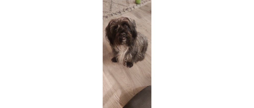 Geld inzamelen | Lieve Bella | Doneeractie