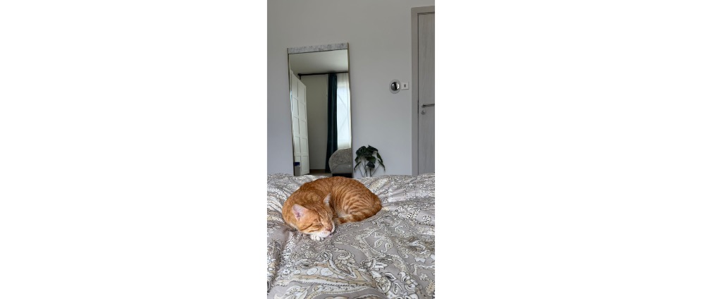 Geld inzamelen | Hulp om zieke kat naar adoptanten in Nederland te krijgen | Doneeractie