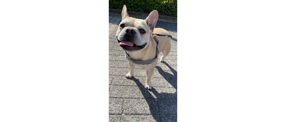 Geld inzamelen | Steun voor operatie hond Billy | Doneeractie