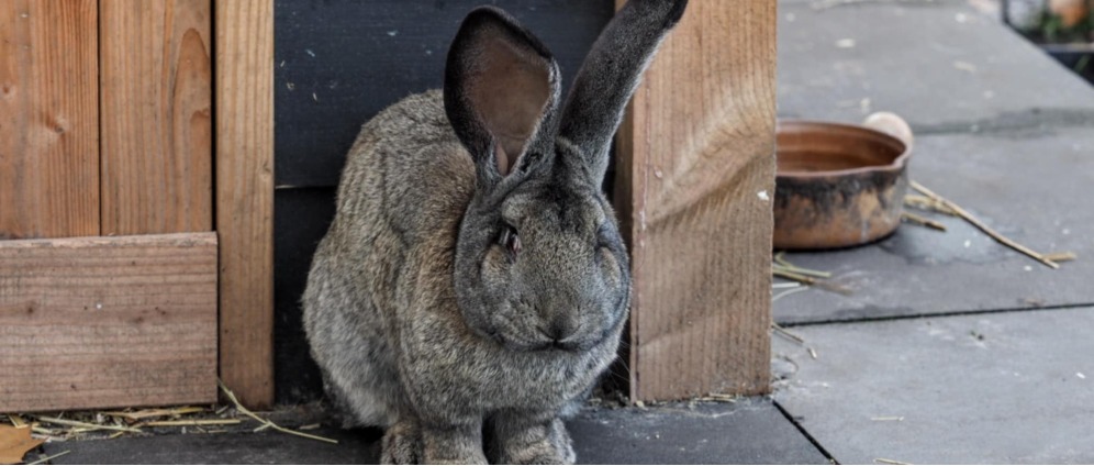 Geld inzamelen | Dierenweide Kaatsheuvel | Doneeractie