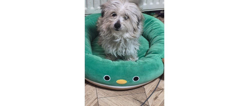 Geld inzamelen | Help onze hond | Doneeractie