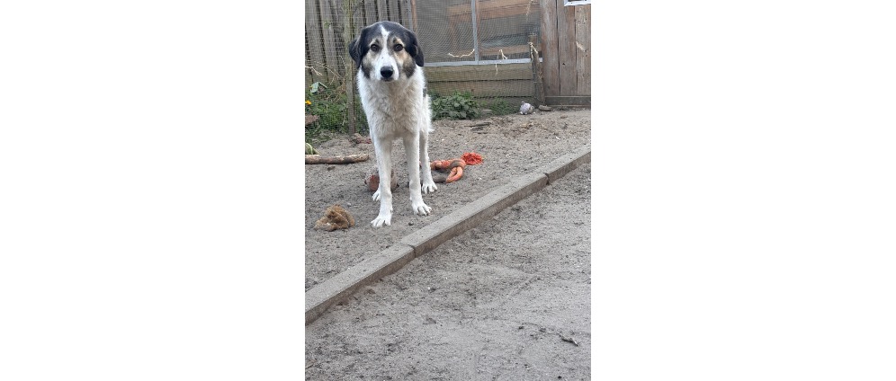 Geld inzamelen | Help Olive overleven!!! | Doneeractie