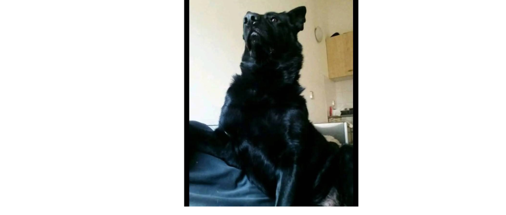 Geld inzamelen | Operatie hond | Doneeractie