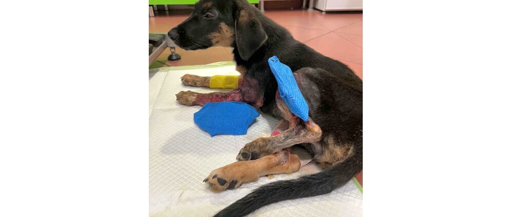 Geld inzamelen | Indy Paws Stichting Adoptie honden en katten in Bosnië | Doneeractie
