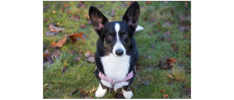 Geld inzamelen | Helping Bella Fight Her Infections | Doneeractie