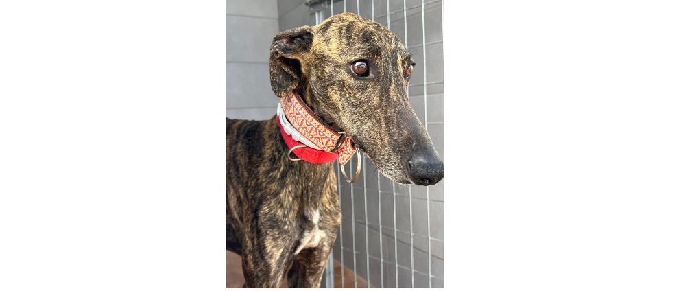Geld inzamelen | Galgos resceu Almería | Doneeractie