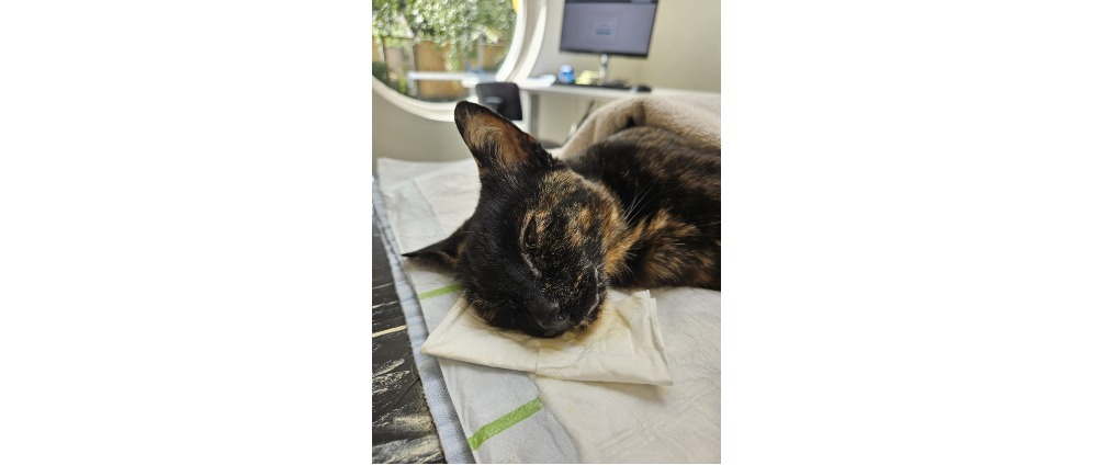Geld inzamelen | Deze kat heeft hulp nodig! | Doneeractie
