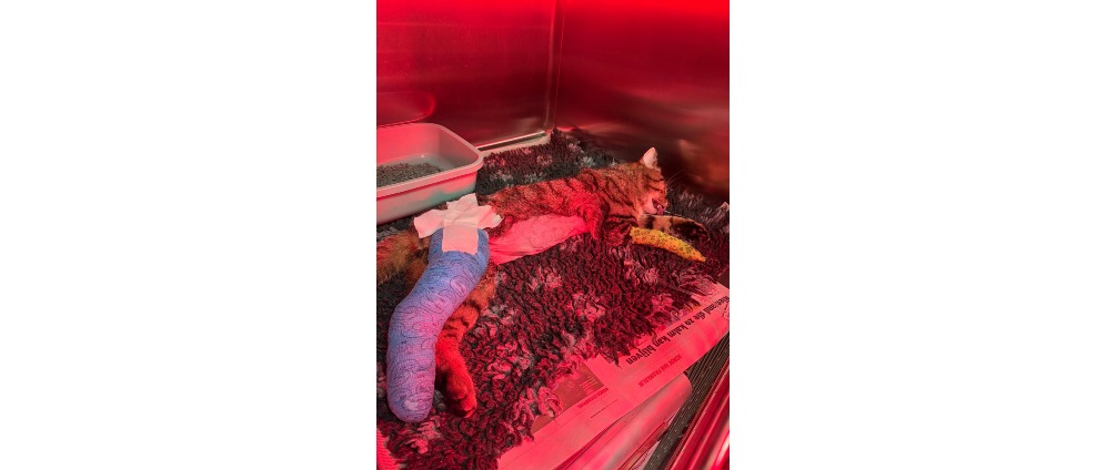 Geld inzamelen | Help Billie opnieuw op zijn pootjes | Doneeractie