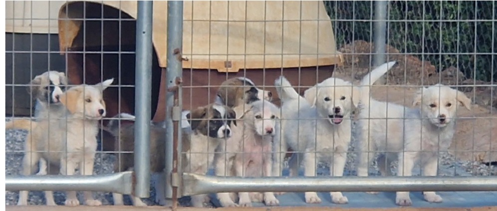 Geld inzamelen | Hope Shelter Monemvasia | Doneeractie