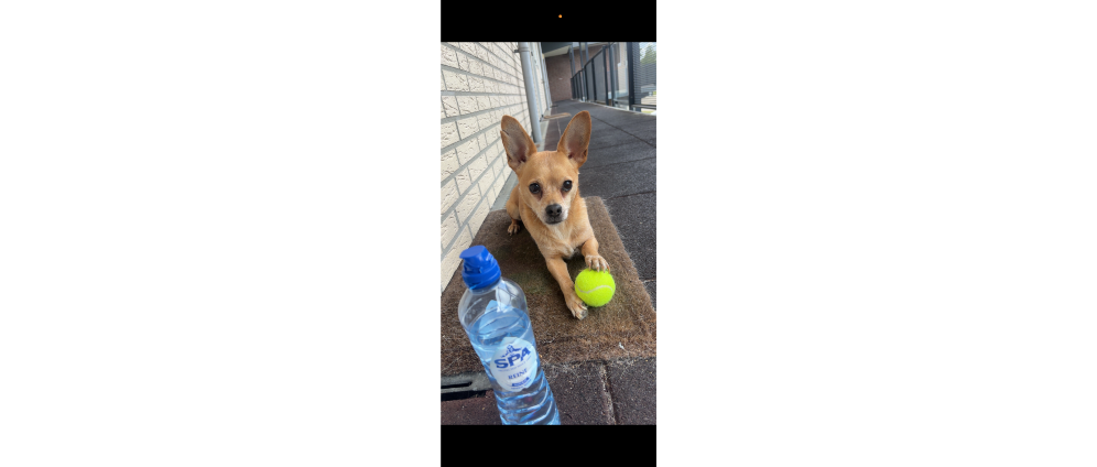 Geld inzamelen | Rocky inslapen en crematie | Doneeractie