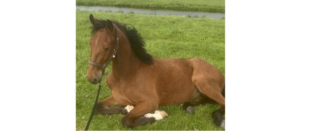Geld inzamelen | Timmy Jo | Doneeractie