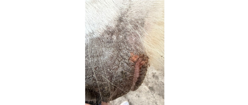 Geld inzamelen | Help mij groeien naar PMU medisch tatoeëerder voor paarden zonder pigment | Doneeractie