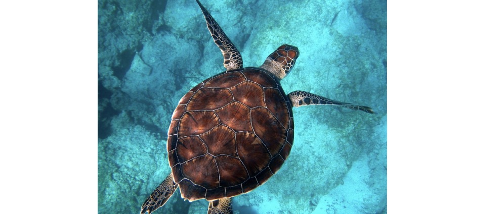 Geld inzamelen | Help mij de oceaan beschermen stap voor stap, duik voor duik | Doneeractie