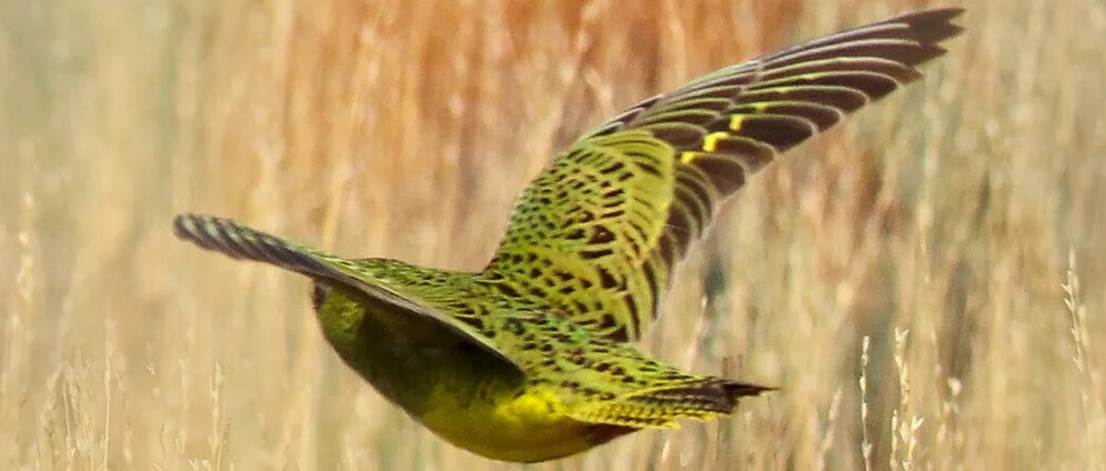 Geld inzamelen | Night Parrot | Doneeractie