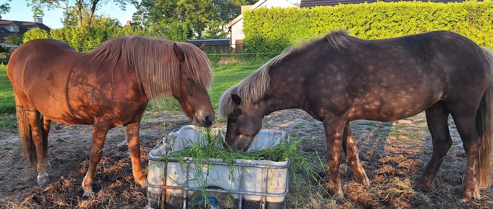 Geld inzamelen | Paarden schrikdraadapparaatje omheining | Doneeractie