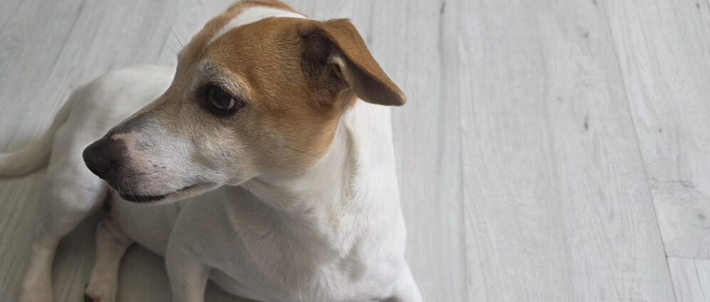 Geld inzamelen | Jules de jack russel | Doneeractie