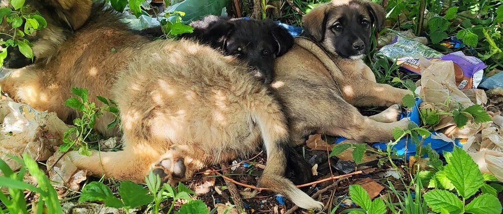 Geld inzamelen | Redding van puppy s van de vuilnisbelt | Doneeractie