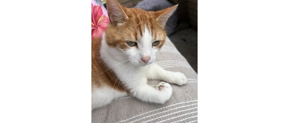 Geld inzamelen | Amputatie voorpoot Kobus kater | Doneeractie