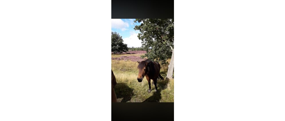 Geld inzamelen | Pony in nood | Doneeractie
