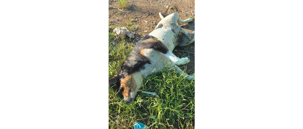 Geld inzamelen | Help honden en katten in Bosnië | Doneeractie