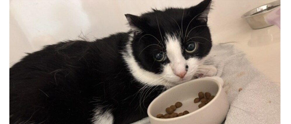 Geld inzamelen | Help us to give Piet a chance! | Doneeractie