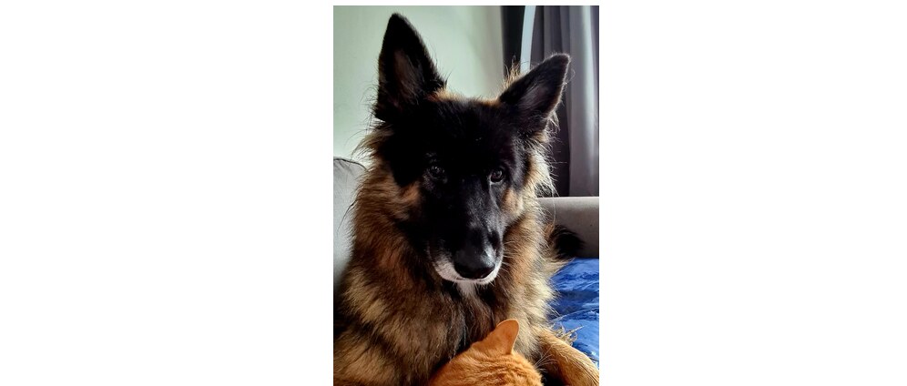 Geld inzamelen | Dierenartskosten voor Donna | Doneeractie