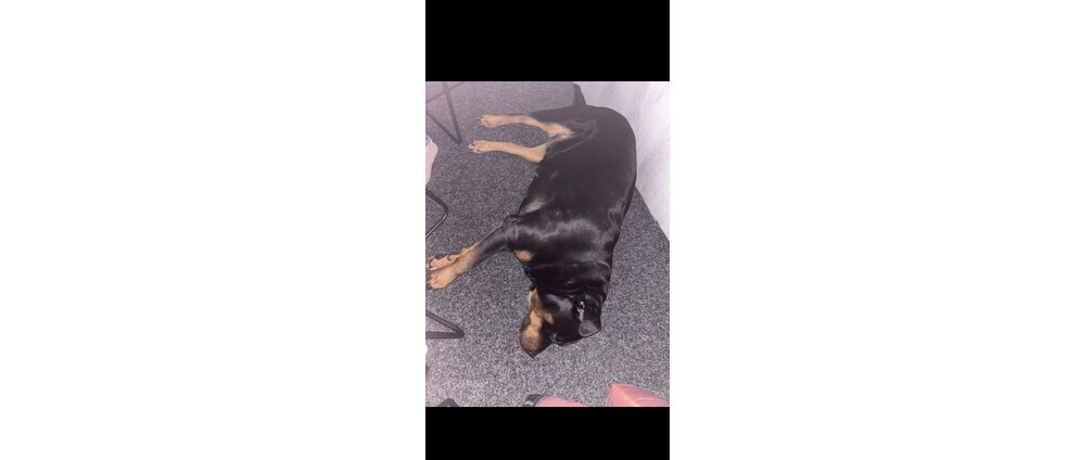 Geld inzamelen | Help onze lieve Laika beter worden | Doneeractie
