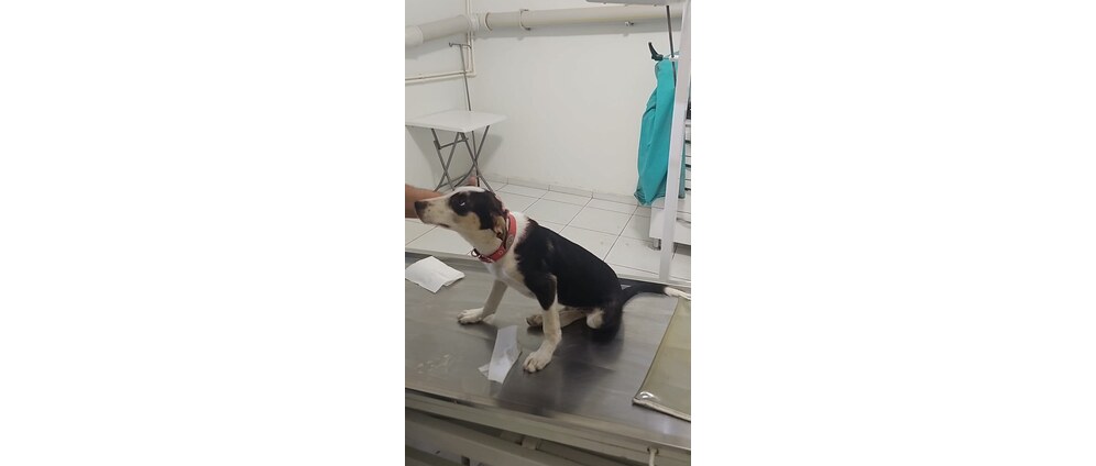 Geld inzamelen | Operatie puppy Asi | Doneeractie