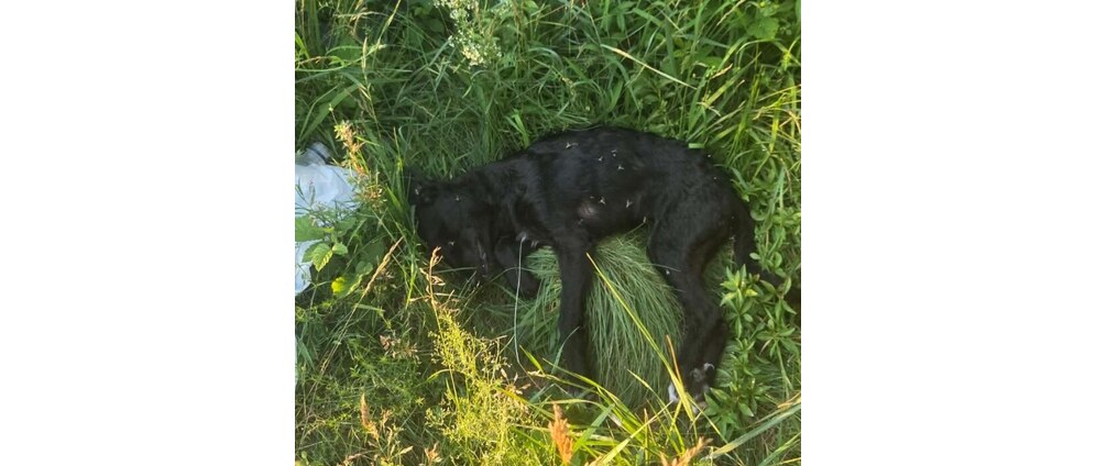 Geld inzamelen | Honden op de vuilnisbelt. | Doneeractie