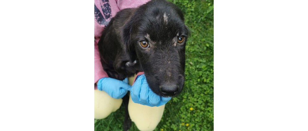 Geld inzamelen | Help honden in Bosnië | Doneeractie