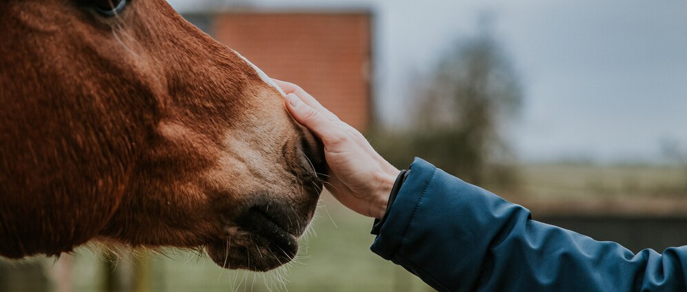 Geld inzamelen | Doneer Een Euro Actie Goede doelen Dag van het Coachpaard | Doneeractie
