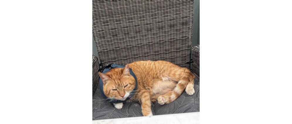 Geld inzamelen | Help mijn kat met een weefseldonor dit is de enigste optie hem te doen genezen | Doneeractie