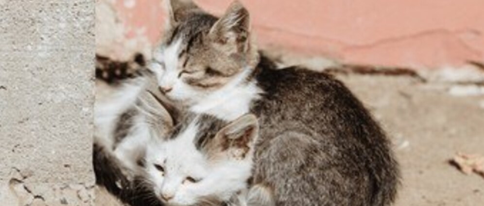 Geld inzamelen | Hulp voor dierenasiels | Doneeractie