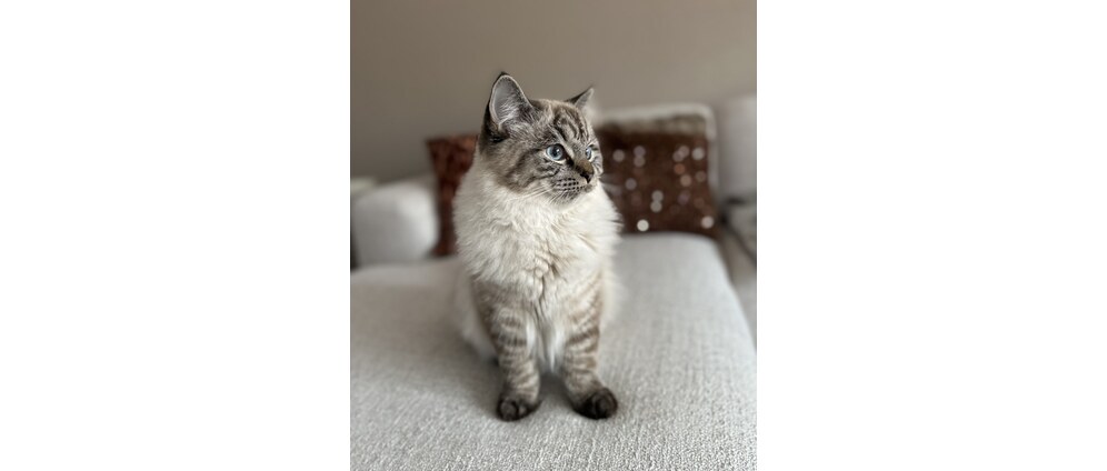 Geld inzamelen | FIP kattenvirus help simba | Doneeractie
