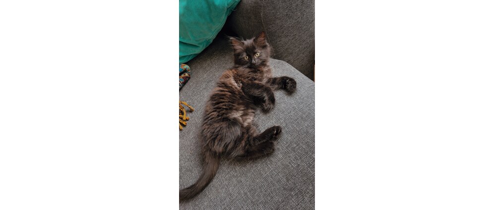 Geld inzamelen | Ongeluk kitten Merlin | Doneeractie