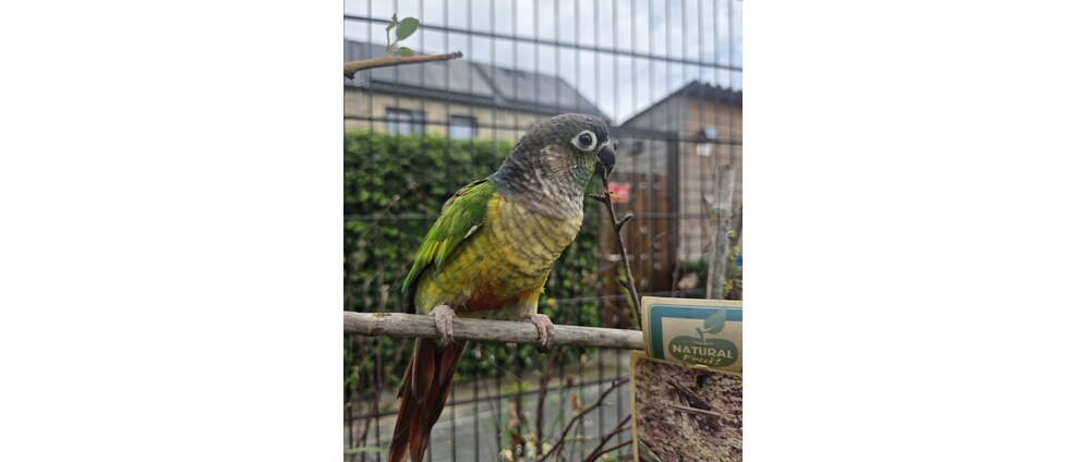 Geld inzamelen | Vogel opvang help ons met kooien | Doneeractie