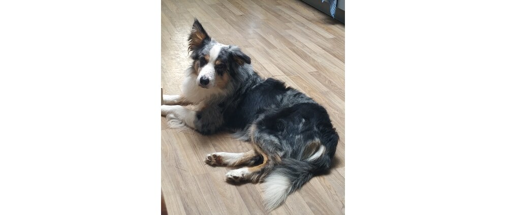 Geld inzamelen | Help Gizmo naar de dierenarts | Doneeractie