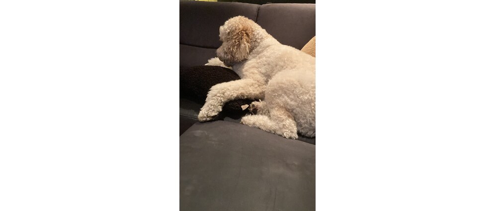 Geld inzamelen | Help mijn hond Gijs weer lopen | Doneeractie