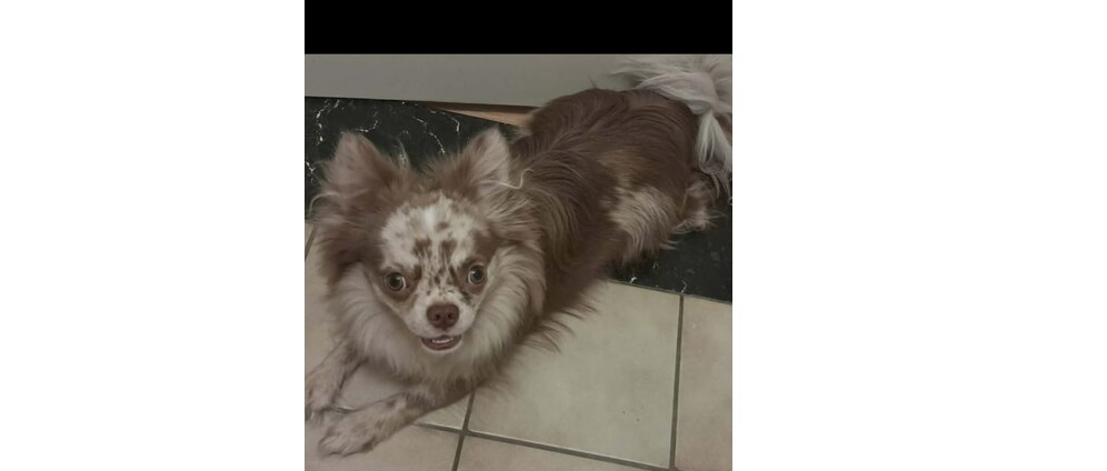 Geld inzamelen | Help gizmo | Doneeractie