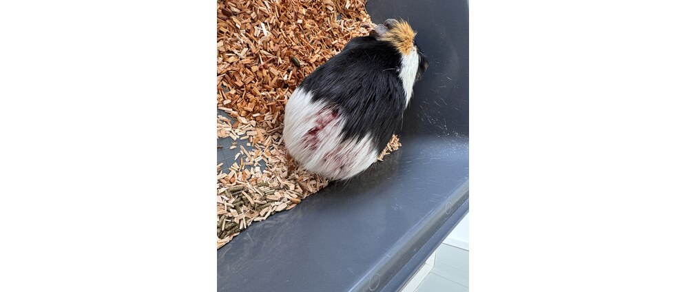 Geld inzamelen | Help deze verwaarloosde cavia's | Doneeractie