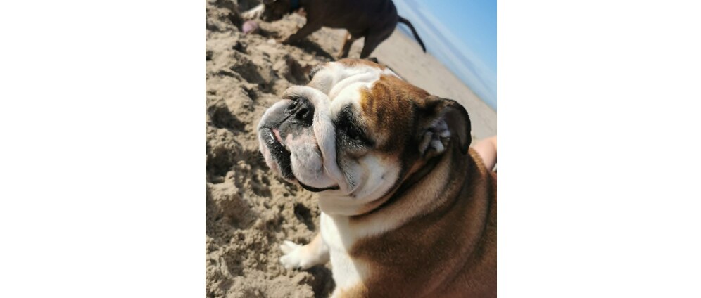 Geld inzamelen | Help mijn Engelse Bulldog vechten voor haar leven | Doneeractie