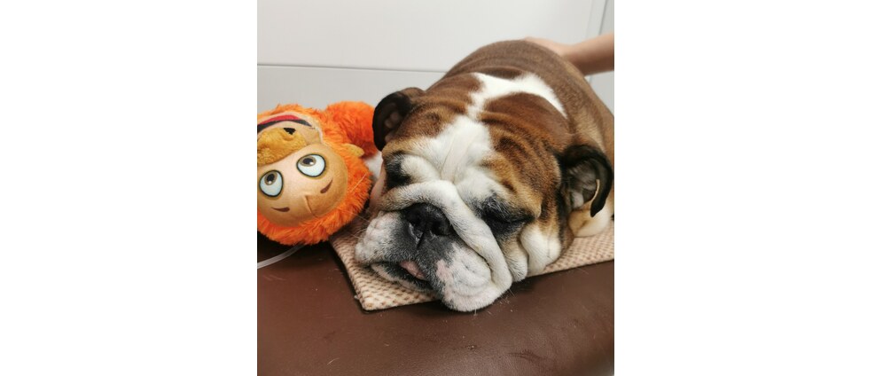 Geld inzamelen | Lady is overleden, maar ik moet de dierenartskosten nog betalen | Doneeractie