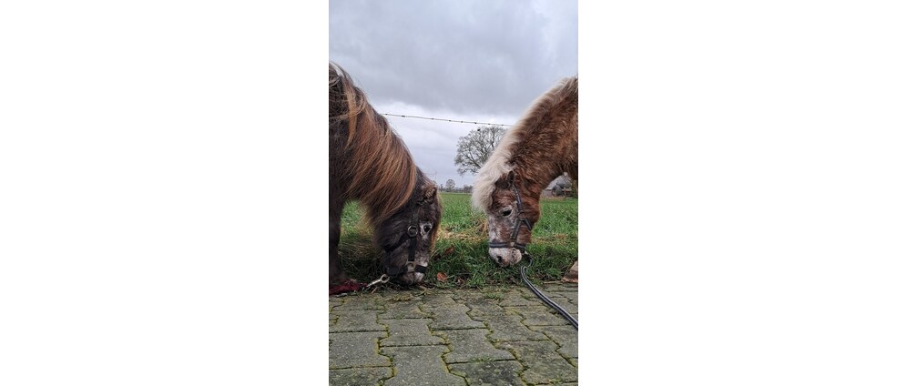 Geld inzamelen | Help paarden een nieuw stalletje te geven! | Doneeractie