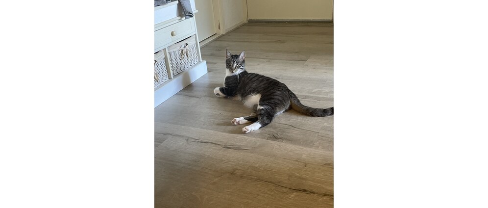 Geld inzamelen | Kat Simba | Doneeractie